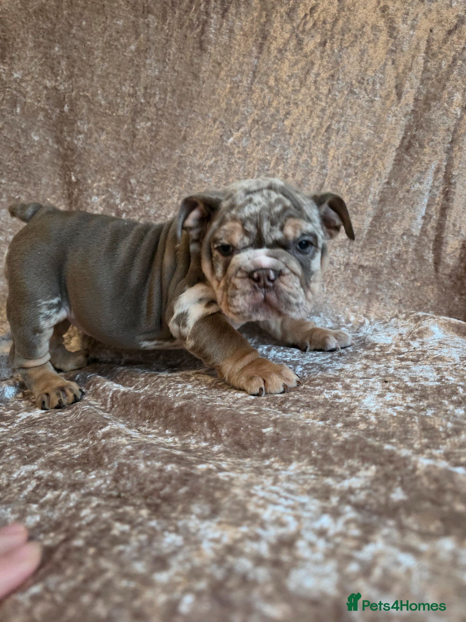 English Bulldog dogs british bulldog pups ready now  - Advert 2