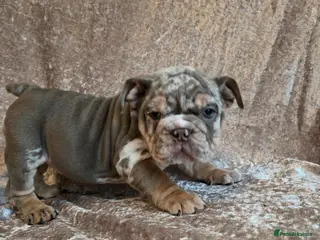 English Bulldog dogs british bulldog pups ready now - Advert 2