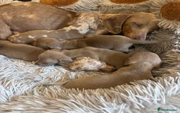 Dachshund dogs for sale: Dachshund Isabella dapple puppies  - Image 1