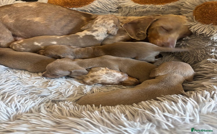 Dachshund dogs - Advert 1