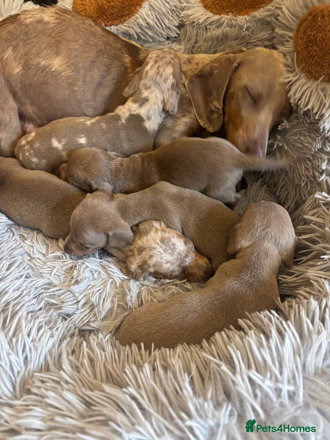 Dachshund dogs for sale: Dachshund Isabella dapple puppies  - Image 1