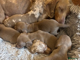 Dachshund dogs - Advert 12