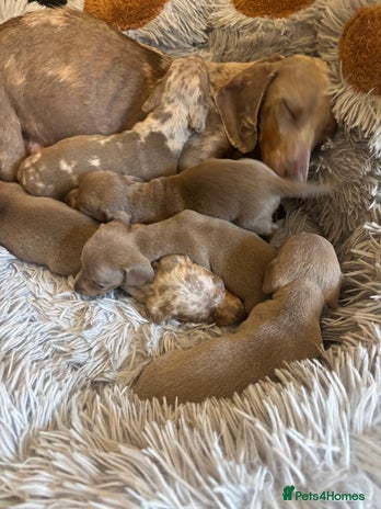 Dachshund dogs - Advert 8