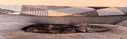 Mixed Breed cats for sale: Pair of bonded 11week old female Kittens - Advert 5