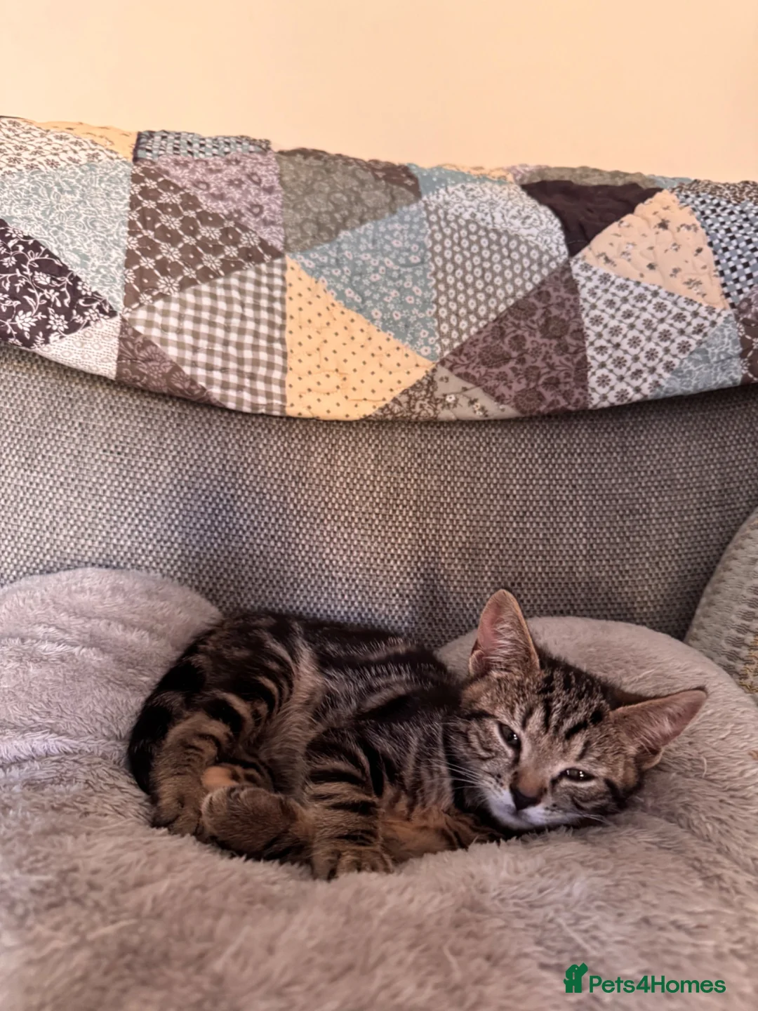 Mixed Breed cats for sale: Pair of bonded 11week old female Kittens - Advert 5