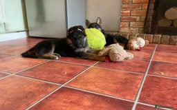 German Shepherd dogs for sale: 25 years experience  breeding German Shepherds - Image 36