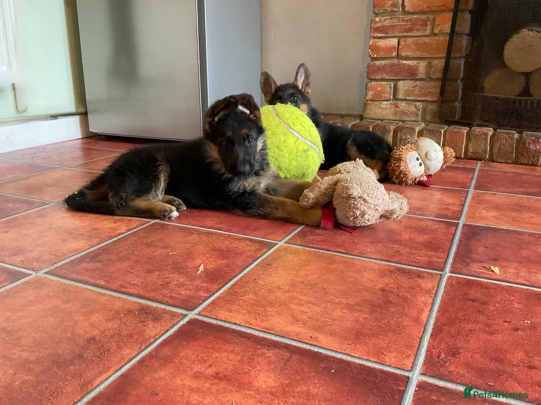 German Shepherd dogs for sale: 25 years experience  breeding German Shepherds - Image 36