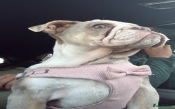 English Bulldog dogs for sale: One gorgeous female left 🐶  in Billericay - Image 3