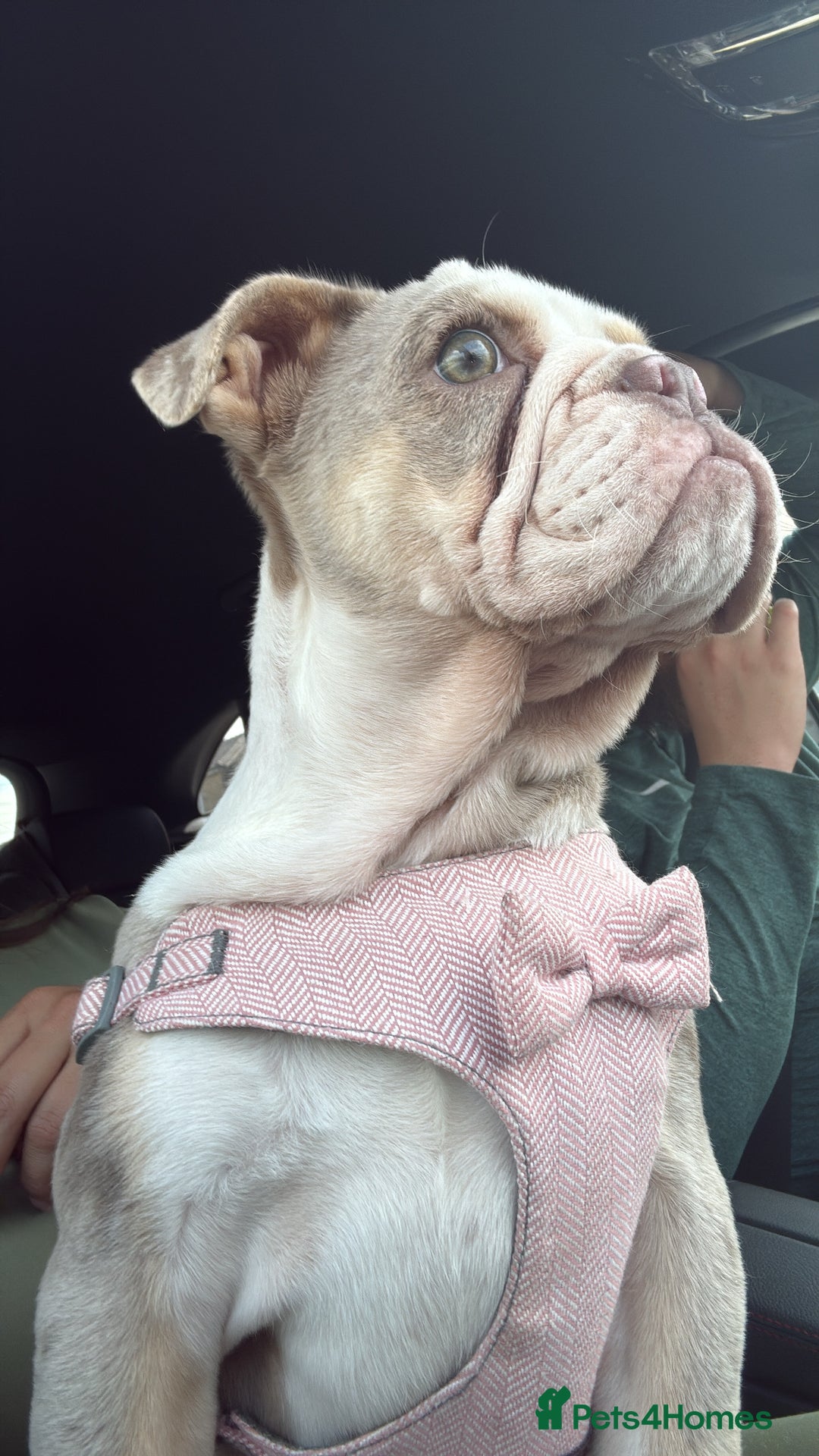 English Bulldog dogs for sale: One gorgeous female left 🐶  in Billericay - Image 3