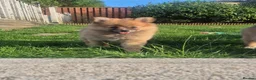 Pomeranian dogs for sale: Female Pom Ready to Leave - Advert 2