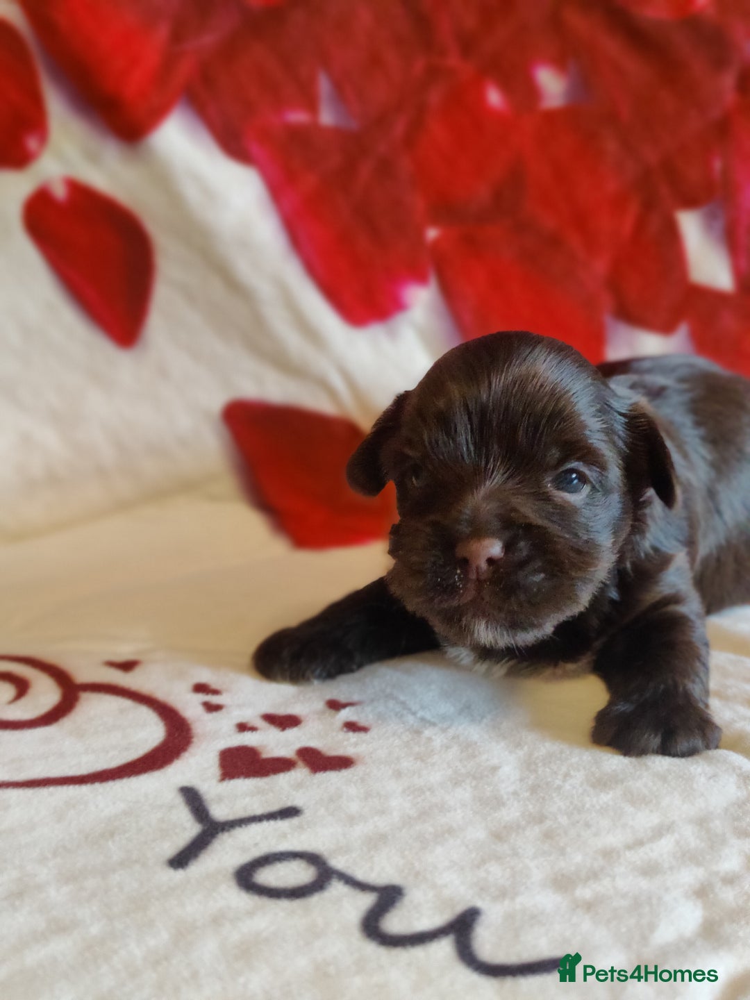 Yorkshire Terrier dogs for sale: Outstanding RARE Yorkshire terrier Chocolate - Image 12