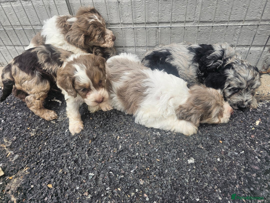 Cockapoo dogs for sale: Cockapoo puppies 🐶  - Image 7