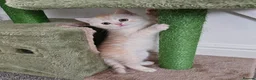 Scottish Fold cats for sale: Adorable Scottish Fold Straight Ear Tabby Kittens  - Advert 20