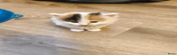 Mixed Breed cats for sale: The kittens are very beautiful, smart, playful,  - Advert 10