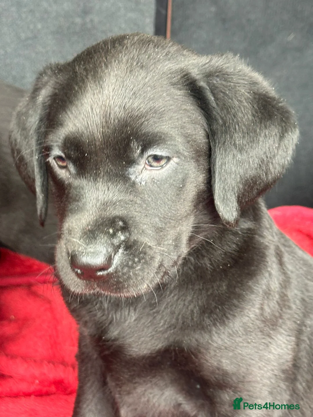 Labrador Retriever dogs for sale: Gorgeous Black / Charcoal Labrador Puppies in Dollar - Advert 1