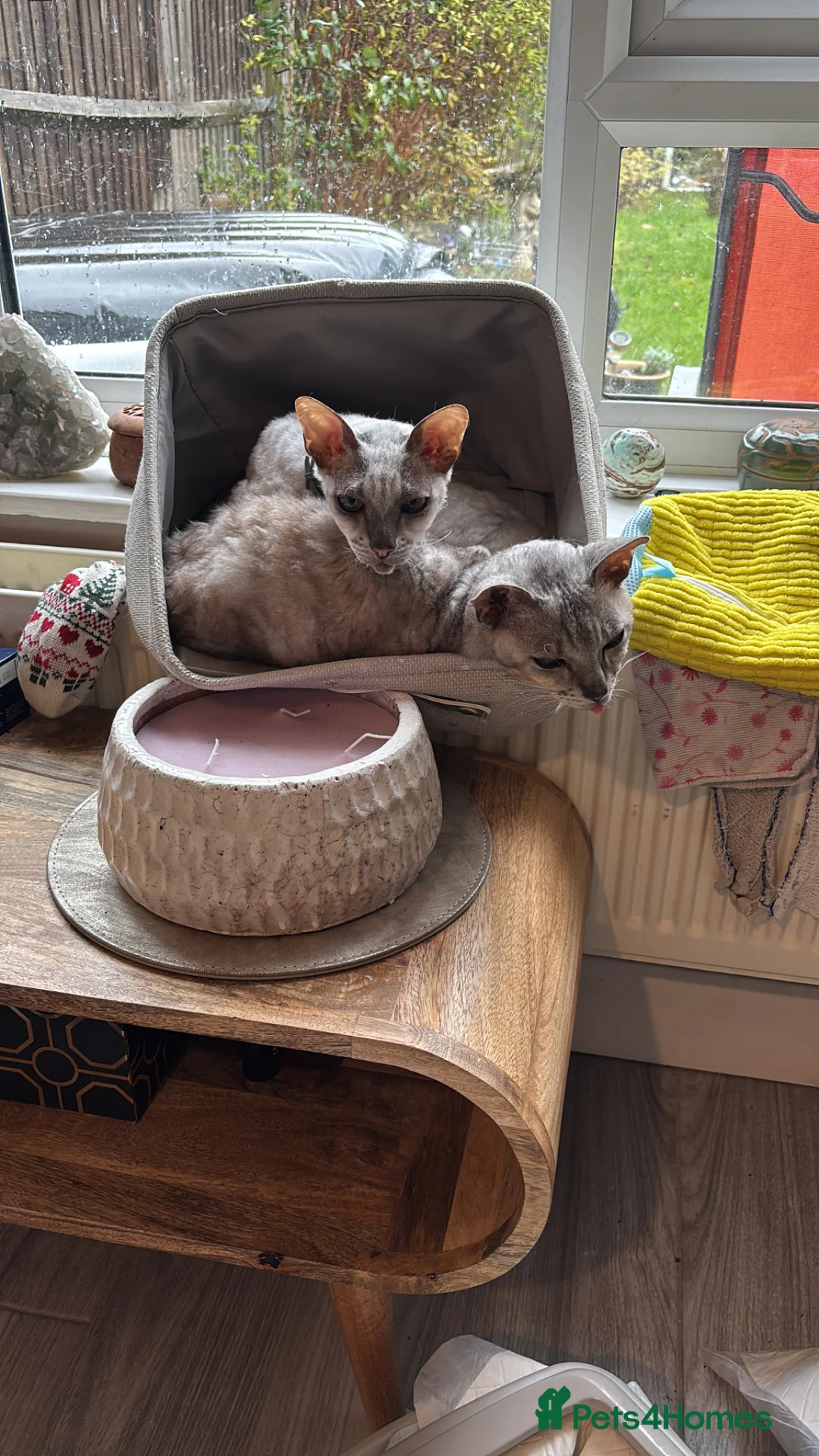 Cornish Rex cats for sale: Very friendly pair male Cornish rex - Advert 6