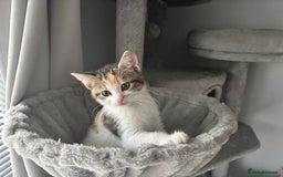 Domestic Shorthair cats for sale: Sweet, Playful Kittens Ready for Loving Homes 🐱 - Image 26