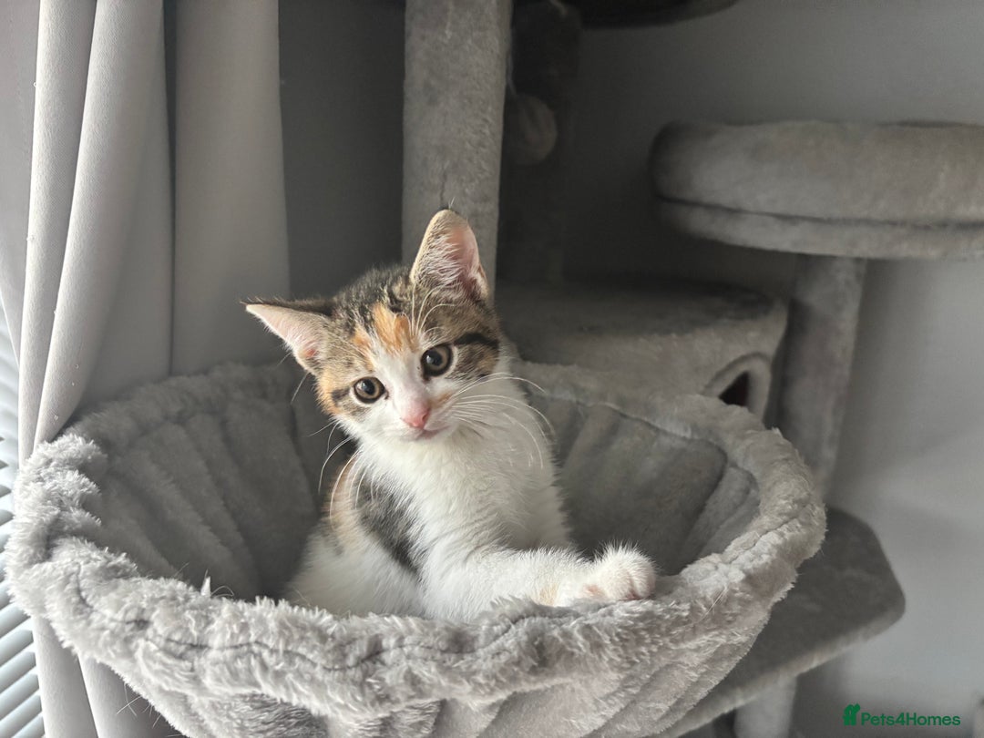Domestic Shorthair cats for sale: Sweet, Playful Kittens Ready for Loving Homes 🐱 - Image 26
