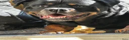 Rottweiler dogs for stud: Rottweiler Stud  in Yeovil - Advert 3