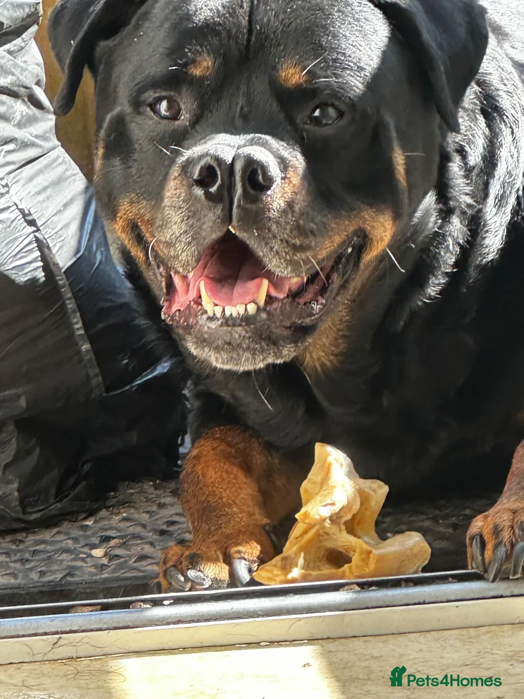 Rottweiler dogs for stud: Rottweiler Stud  in Yeovil - Advert 3