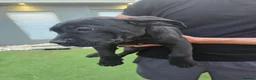 Cane Corso dogs for sale: Cane Corso puppies - Advert 7