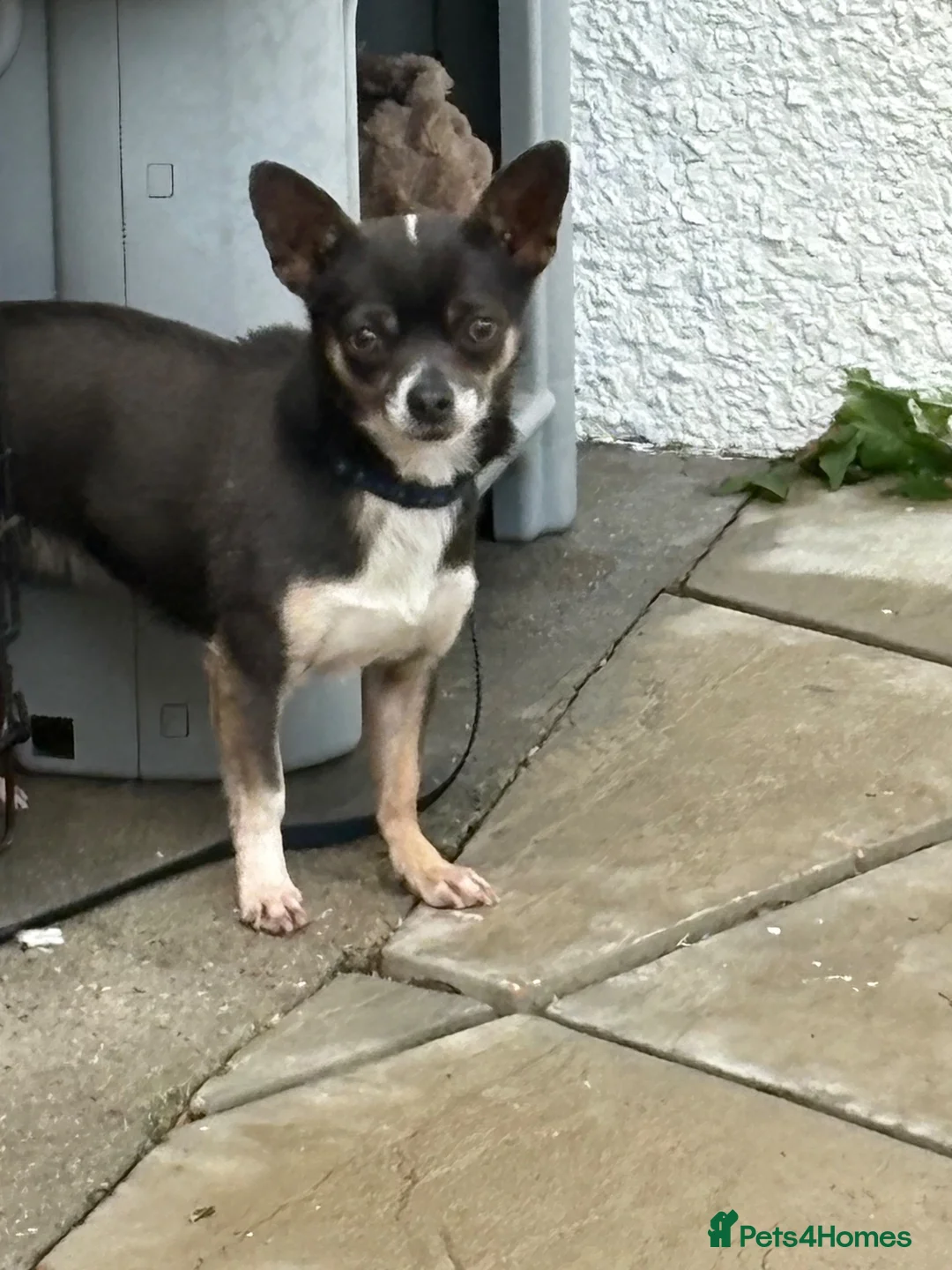 Chihuahua dogs for sale: Female chihuahua 3 years old (named puppy) in London - Advert 1
