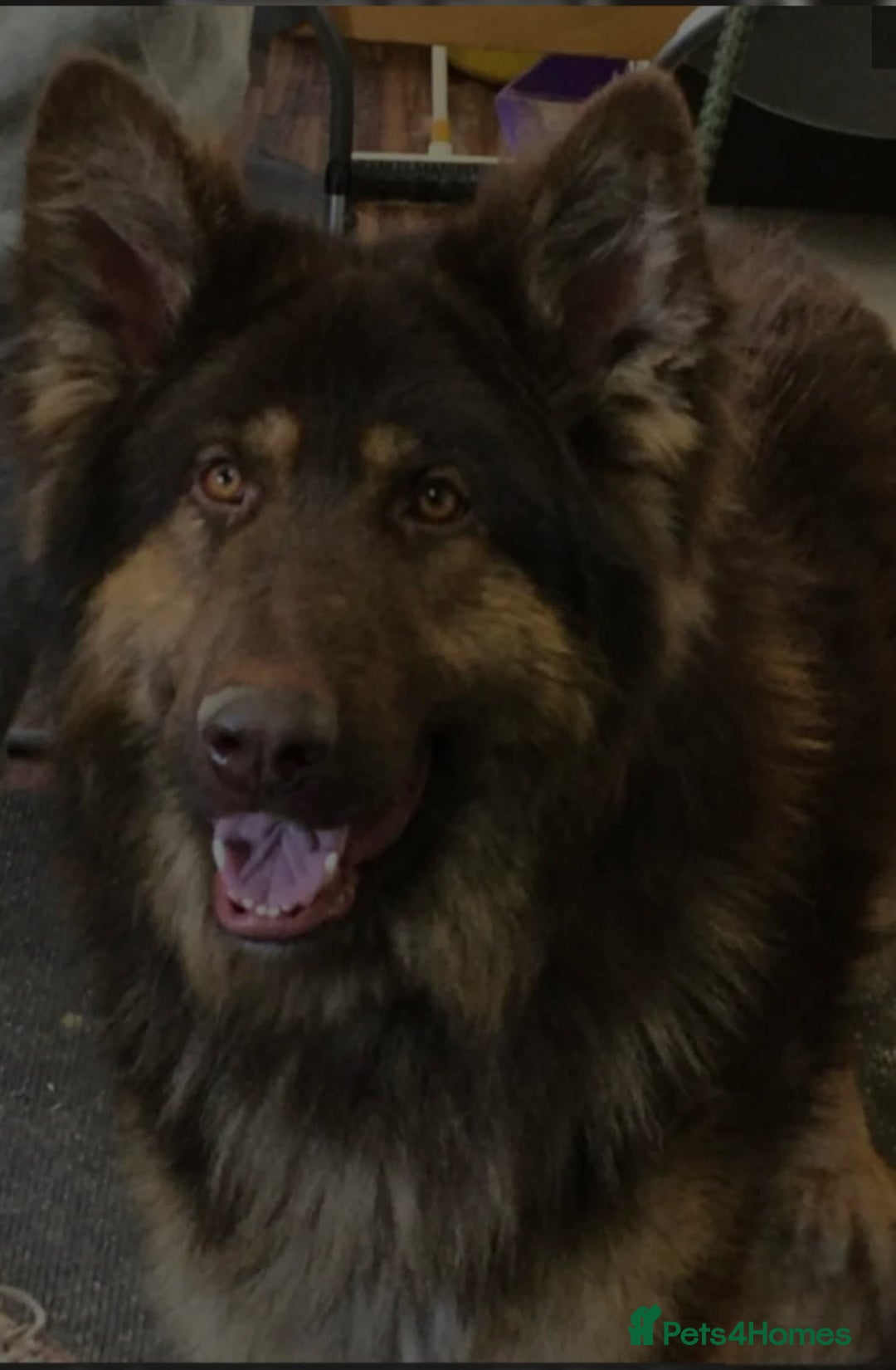 German Shepherd dogs for sale: German Shepered Longhaired Girl Large - Advert 8