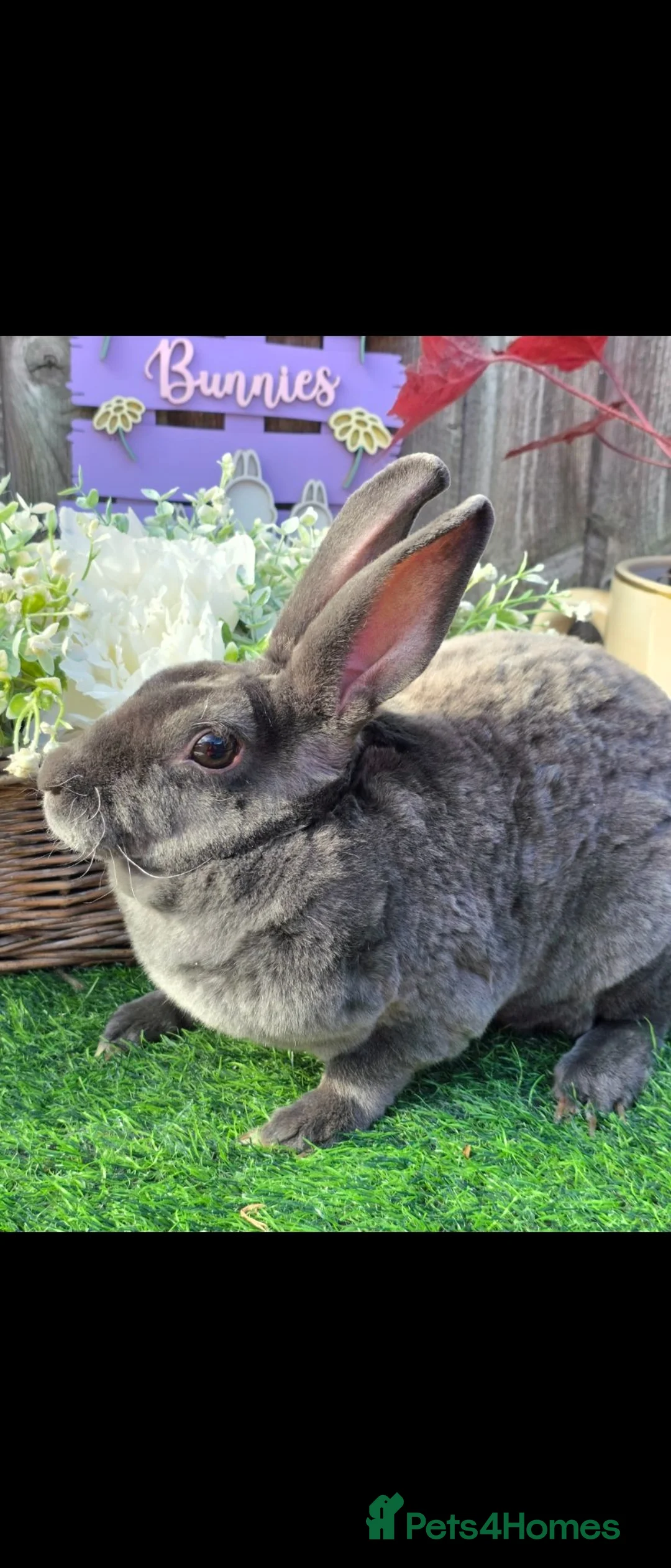 Rex rabbits for sale: Blue Mini Doe Rex - Advert 3
