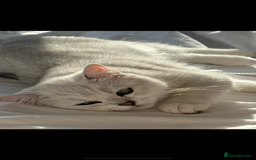 British Shorthair cats for sale: British shorthair adorable Kittens - Image 9