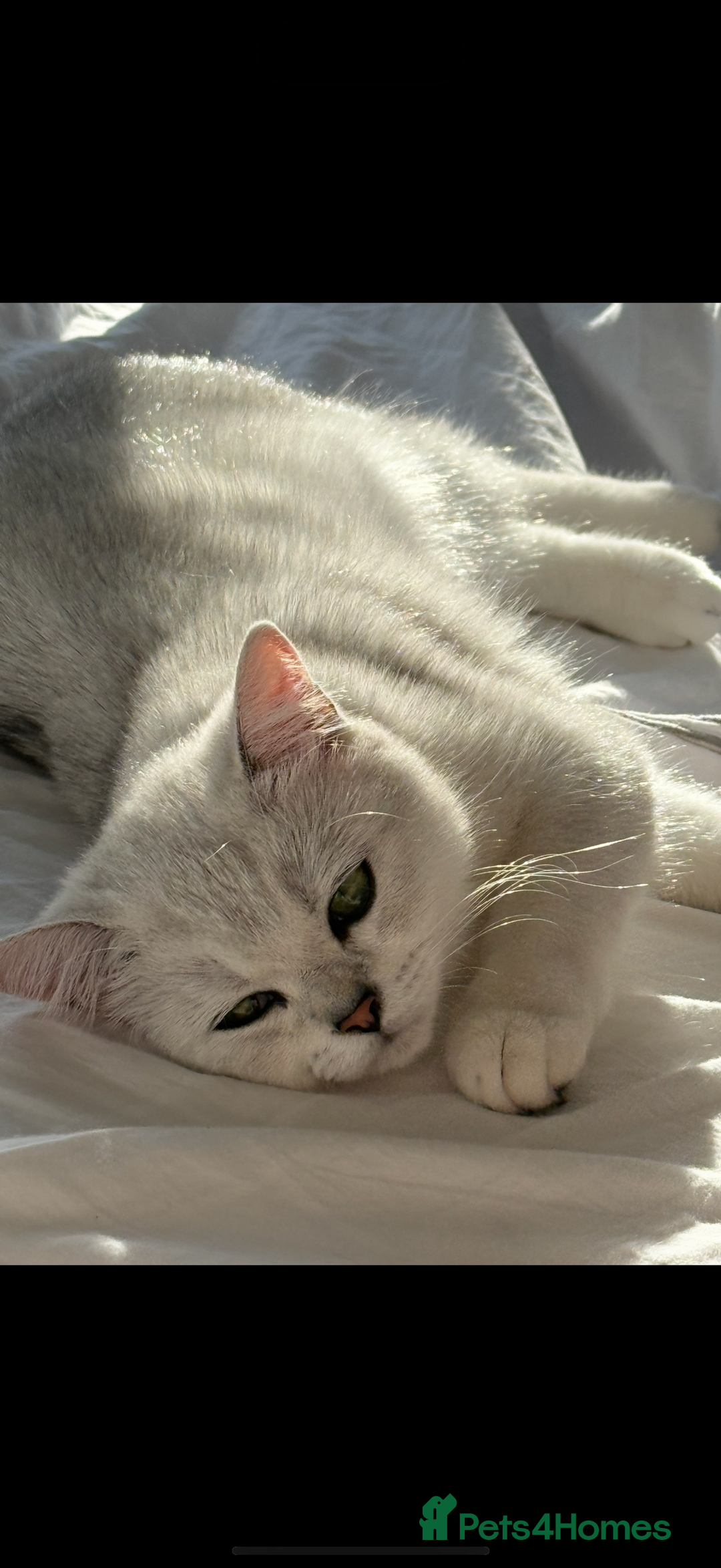 British Shorthair cats for sale: British shorthair adorable Kittens - Image 9