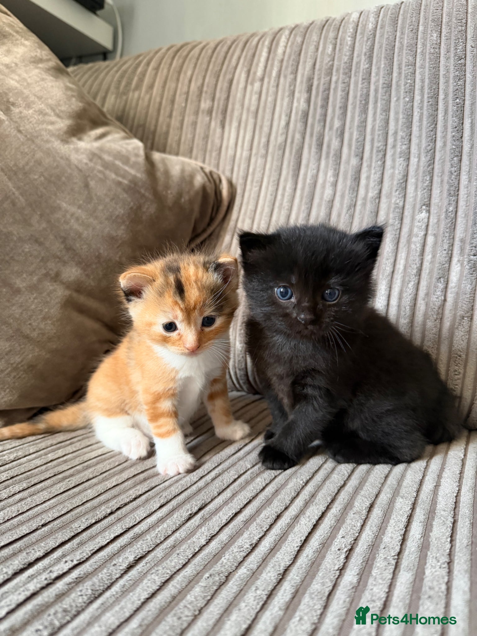 Mixed Breed cats Half ragdoll kittens  - Advert 3