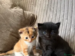 Mixed Breed cats Half ragdoll kittens - Advert 3