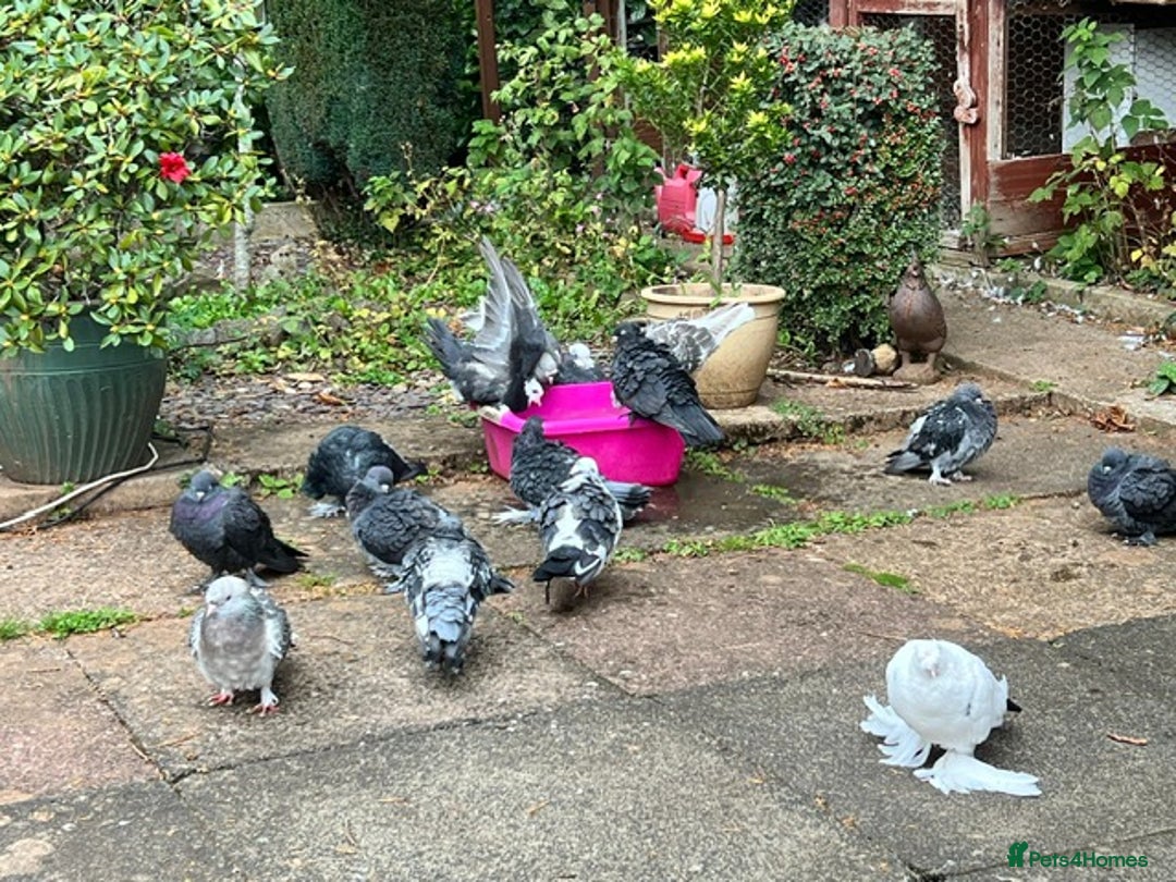 Pigeons birds for sale: Pigeons for sale - Image 2