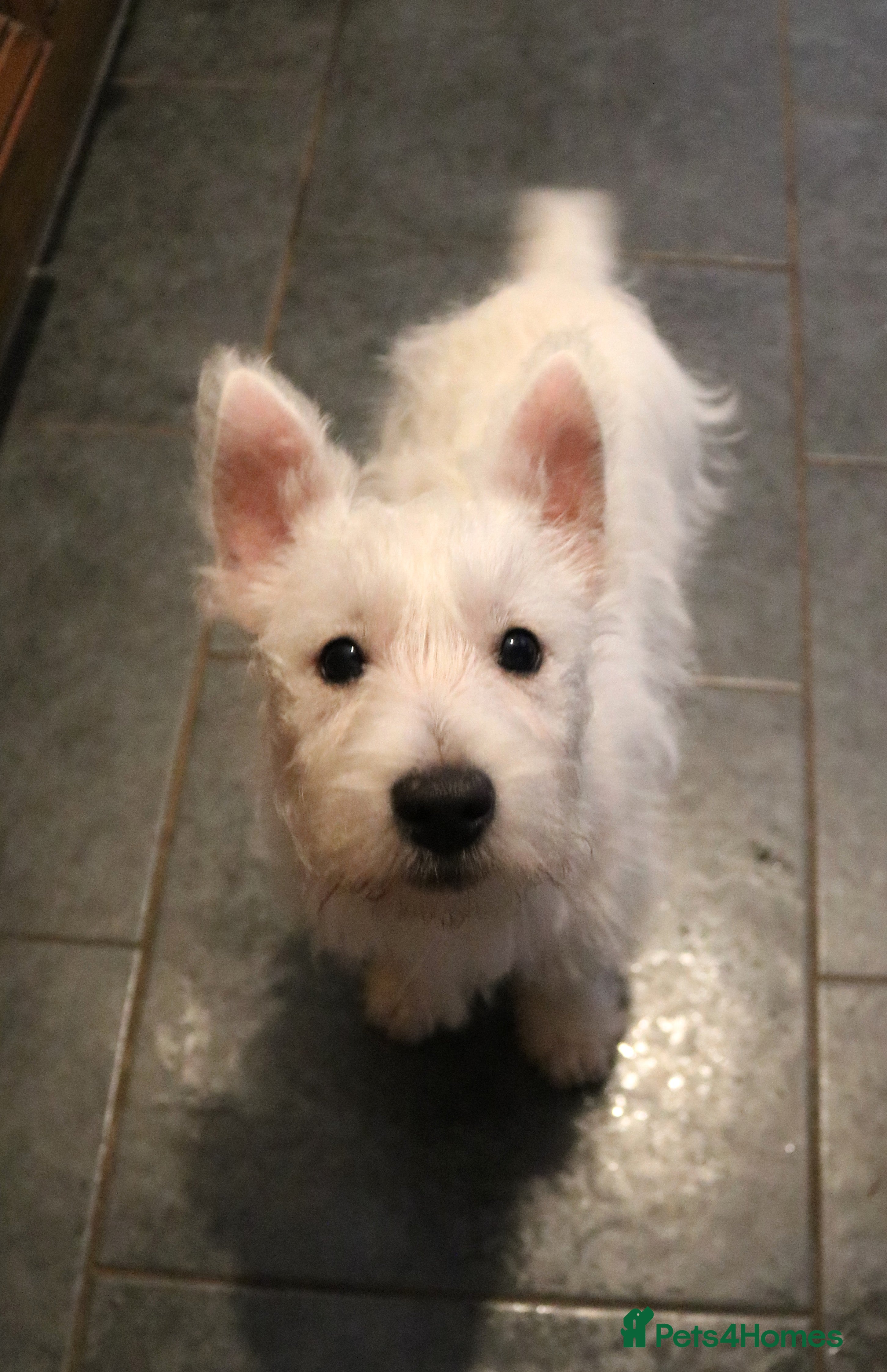 West Highland Terrier dogs  West Highland Terrier (Westie) Puppies for Sale - Advert 7