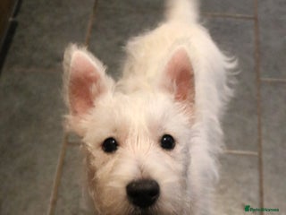 West Highland Terrier dogs West Highland Terrier (Westie) Puppies for Sale - Advert 13