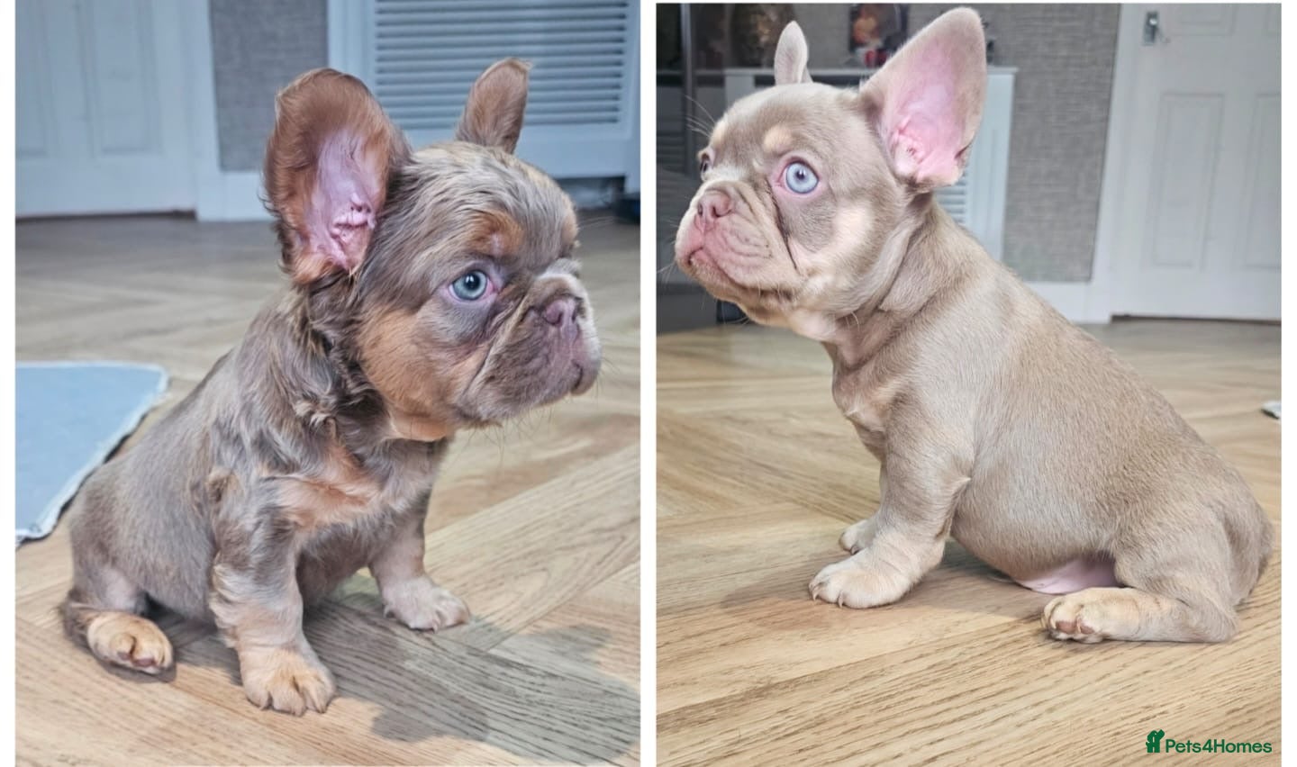 French Bulldog dogs French bulldog pups - Advert 18