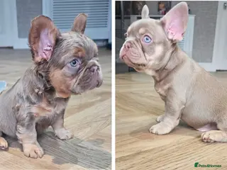 French Bulldog dogs French bulldog pups - Advert 1