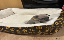 French Bulldog dogs for sale: 5⭐️ french bulldog pups 🐾 - Image 11