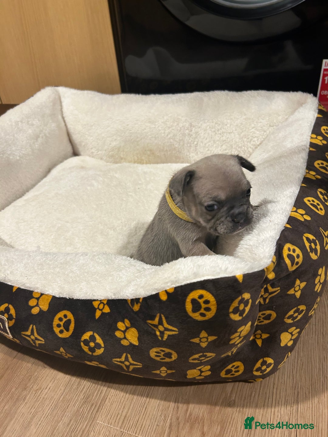 French Bulldog dogs for sale: 5⭐️ french bulldog pups 🐾 - Image 11