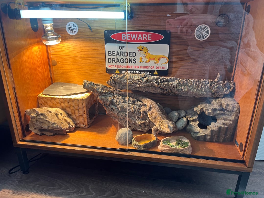 Bearded Dragon reptiles for sale: Male Bearded dragon  - Image 4