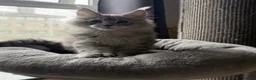 Maine Coon cats for sale: 🐾Three Beautiful Pedigree Maine Coon Boys🐾 - Advert 8