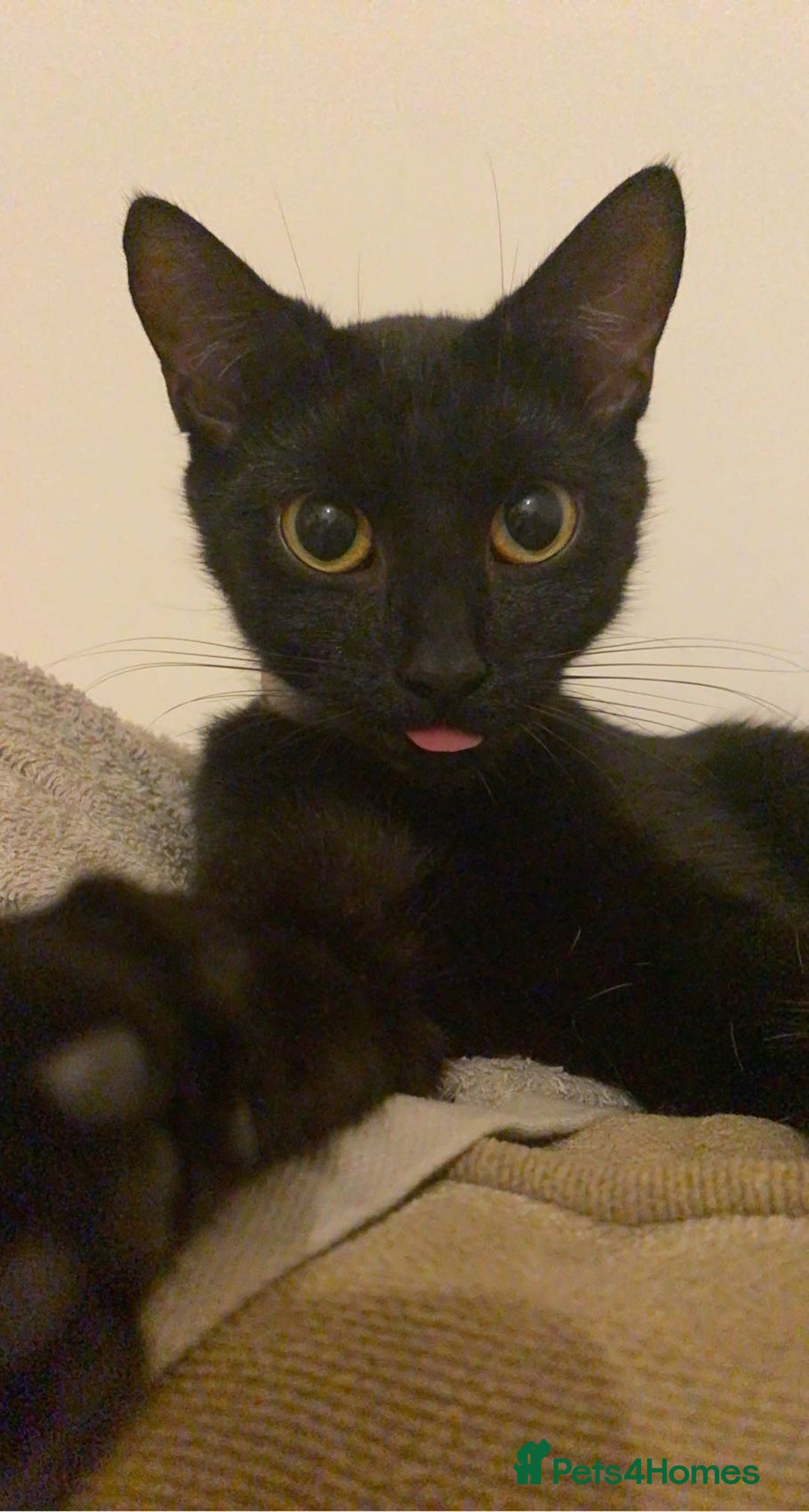 British Shorthair cats for sale: Loving Home Wanted for Black Cat – Nina 🐾 - Advert 6