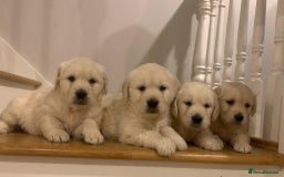 Golden Retriever dogs for sale: HEALTH CHECKED DNA TESTED - Image 2