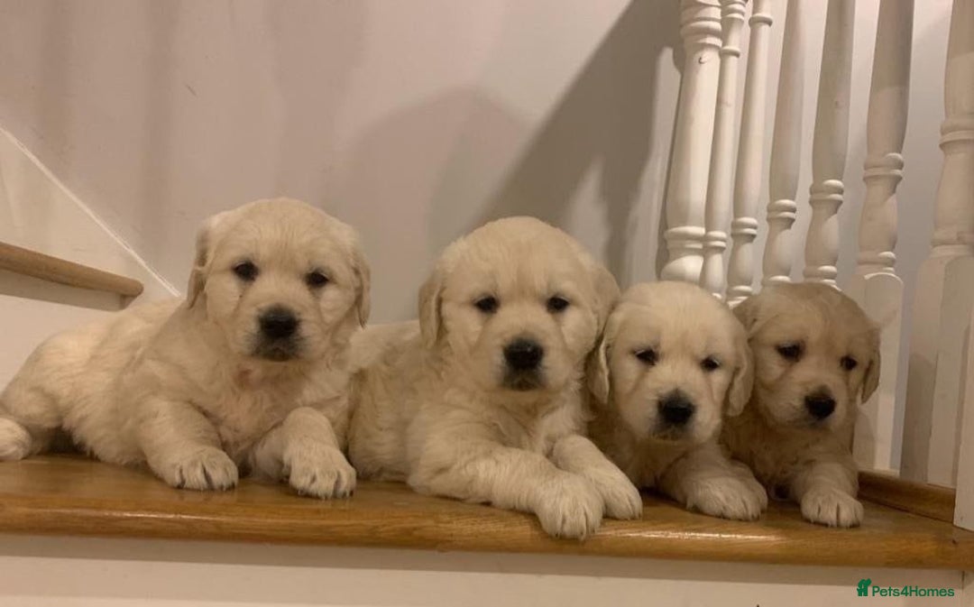 Golden Retriever dogs for sale: HEALTH CHECKED DNA TESTED - Image 2