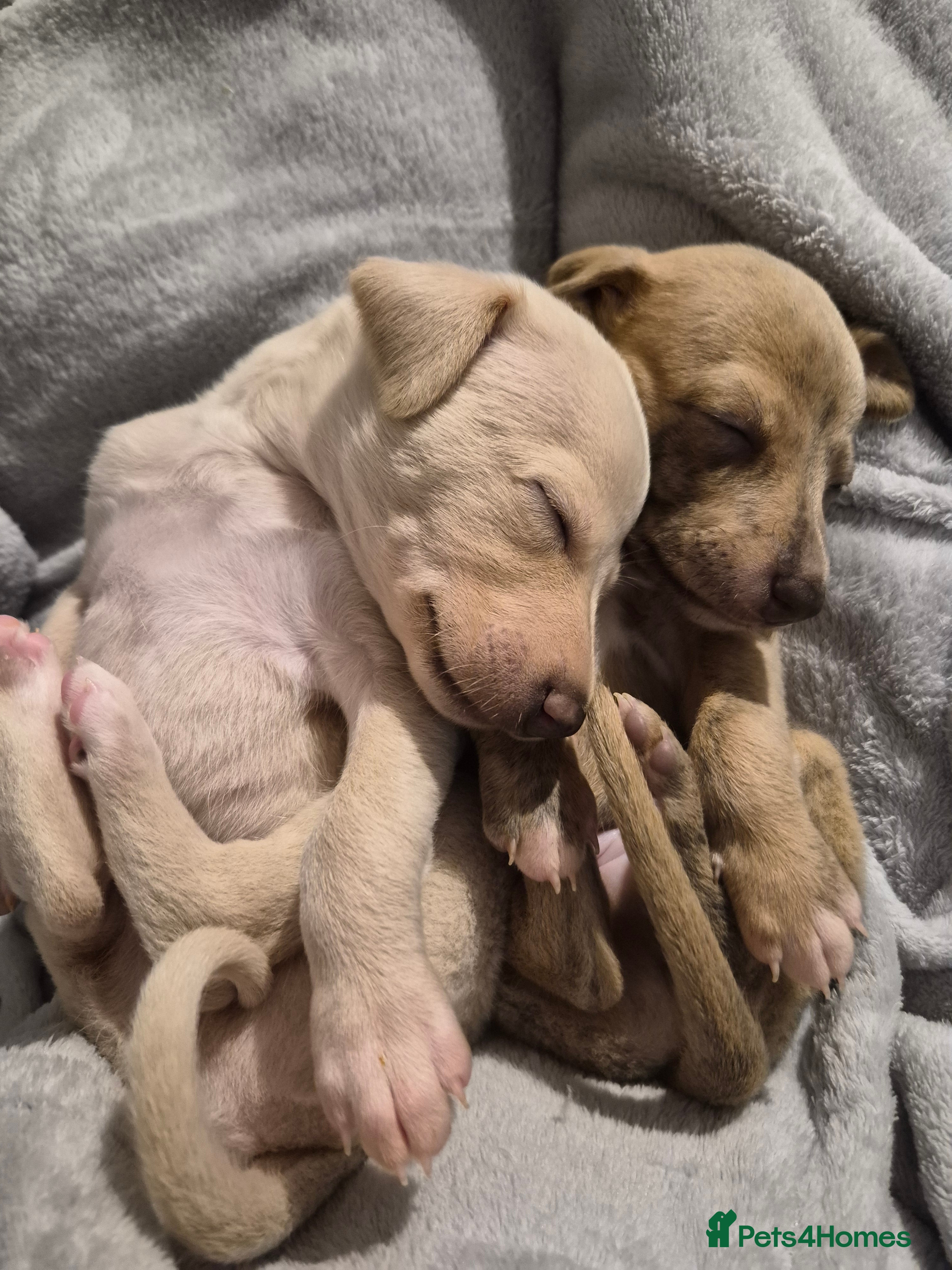 Whippet dogs KC Exceptional Whippet Puppies – Racing Line  - Advert 7