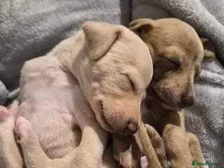 Whippet dogs KC Exceptional Whippet Puppies – Racing Line - Advert 7