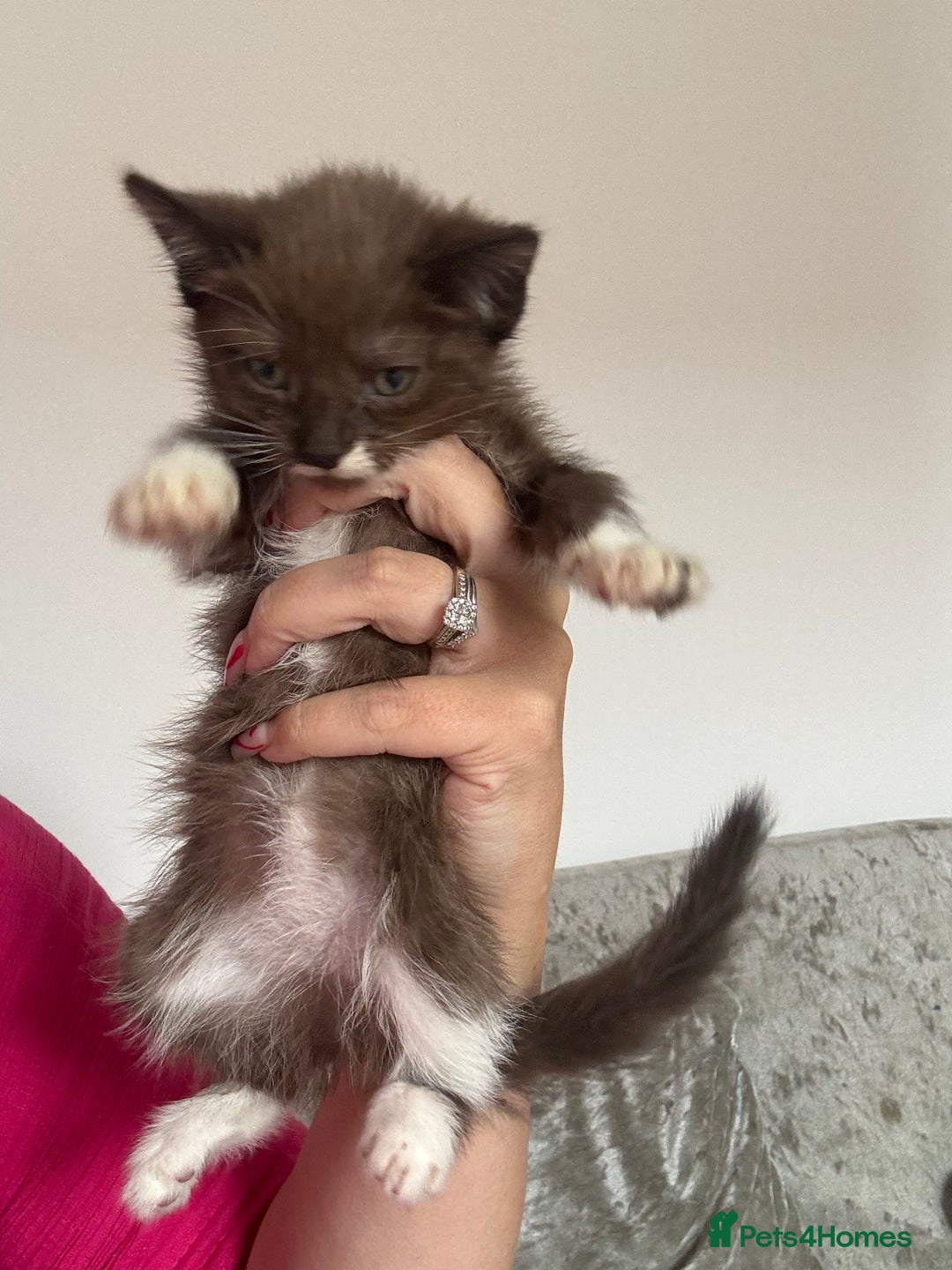 Mixed Breed cats for sale: Beautiful cats  - Image 2