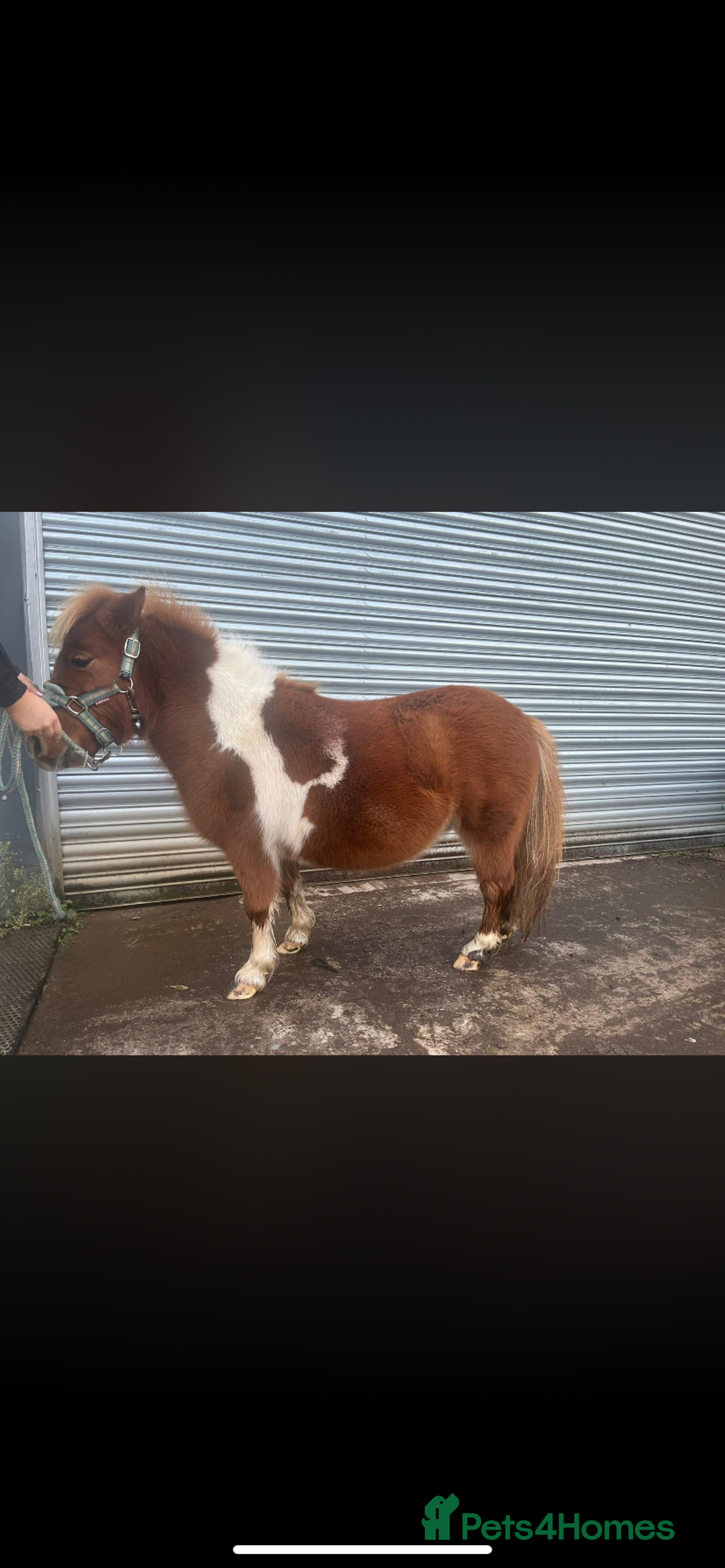 Dartmoor horses for sale: Miniature shetland - Advert 6