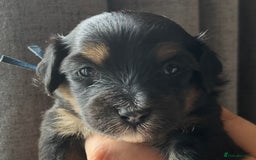 Mixed Breed dogs for sale: Tibetan x Toy Poodle - Image 11
