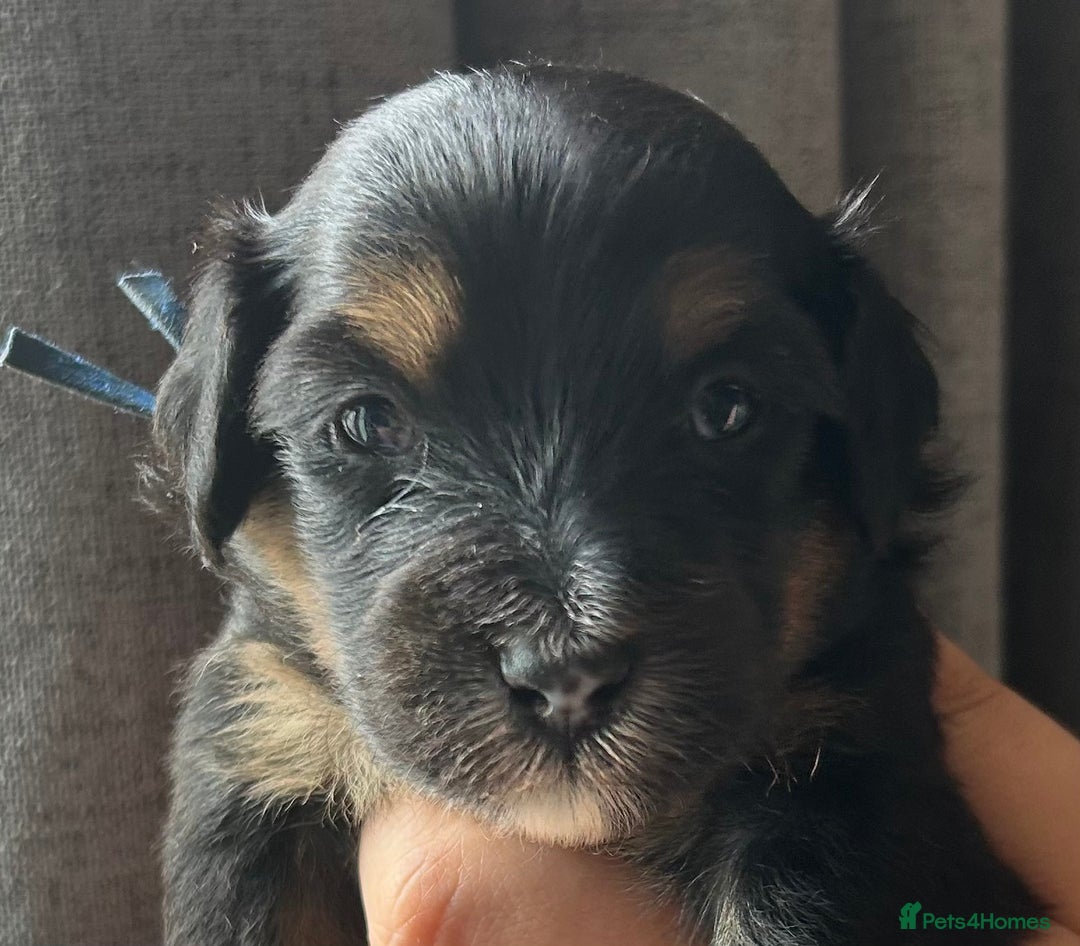 Mixed Breed dogs for sale: Tibetan x Toy Poodle - Image 11